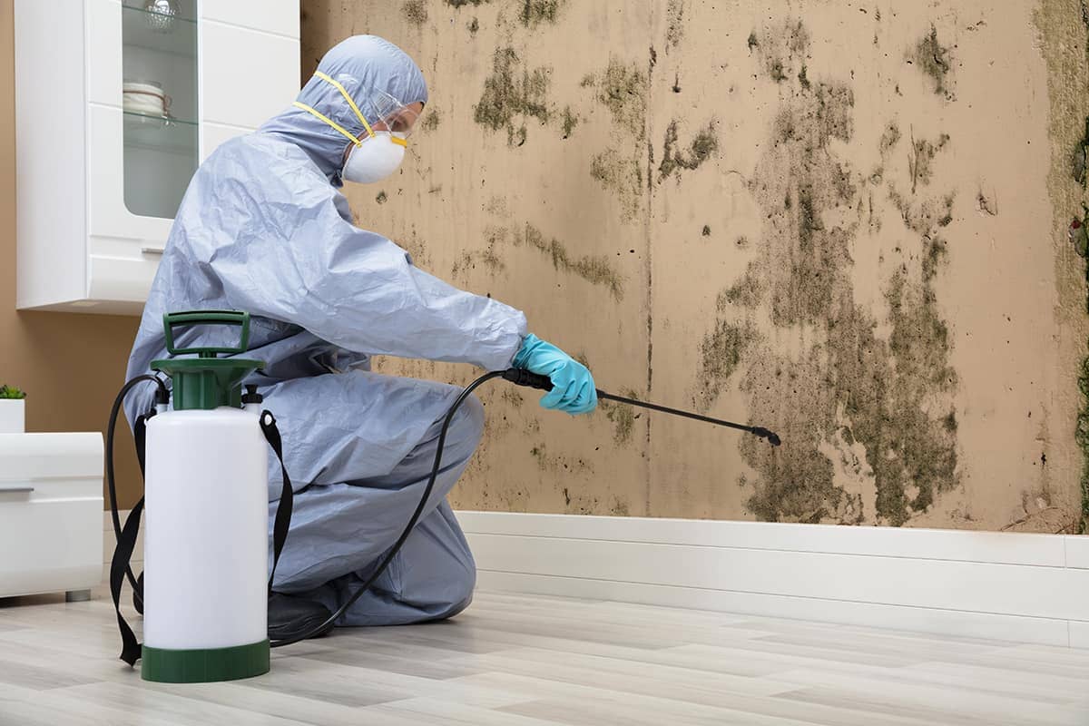 Mold Removal & Remediation | Expert Mold Cleanup in Tampa, FL
